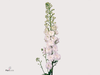 Delphinium dubbelbloemig 'Centurion White'