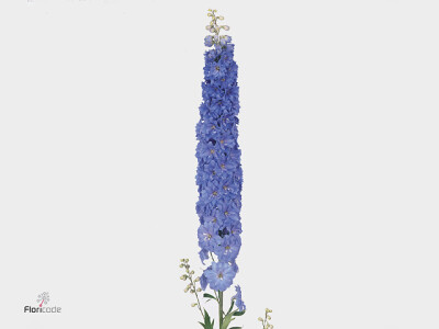 Delphinium dubbelbloemig (Elatum Grp) Blue Indulgence