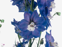 Delphinium dubbelbloemig (Elatum Grp) 'Aurora Blue'