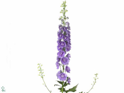 Delphinium dubbelbloemig (Elatum Grp) 'Aurora Lavender'