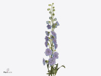 Delphinium dubbelbloemig (Elatum Grp)  'Sarita'