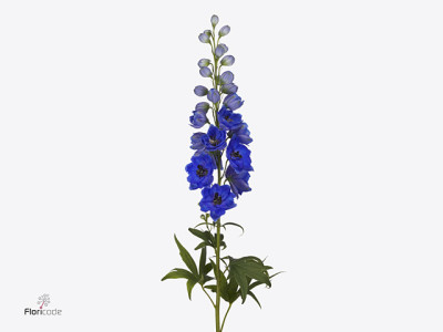 Delphinium dubbelbloemig 'Delphis Hollands Glorie'