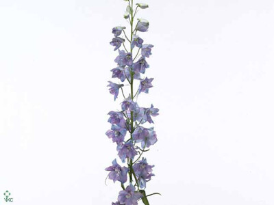 Delphinium dubbelbloemig (Elatum Grp) 'Guardian Lavender'