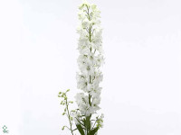 Delphinium dubbelbloemig (Elatum Grp) 'Guardian White'