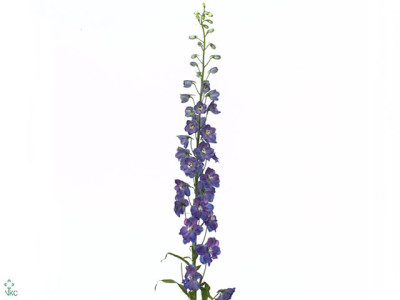 Delphinium dubbelbloemig (Elatum Grp)  'Guardian Blue'