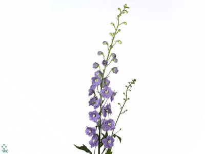 Delphinium dubbelbloemig 'Lilac Concerto'