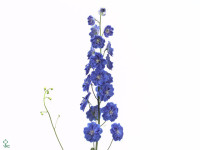 Delphinium dubbelbloemig 'Blue Beat'