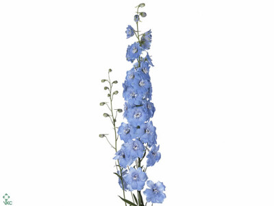 Delphinium dubbelbloemig (Elatum Grp) 'Dewi Boy'