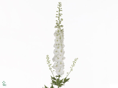 Delphinium dubbelbloemig (Elatum Grp) 'Aurora White'