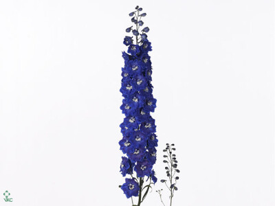 Delphinium dubbelbloemig (Elatum Grp) 'Dewi Blue Star'