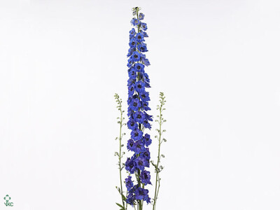 Delphinium dubbelbloemig (Elatum Grp) 'Ocean Angel'