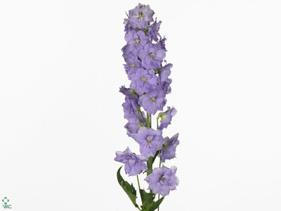 Delphinium dubbelbloemig (Elatum Grp) 'Centurion Lavender'