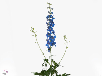 Delphinium enkelbloemig 'Sea Waltz'