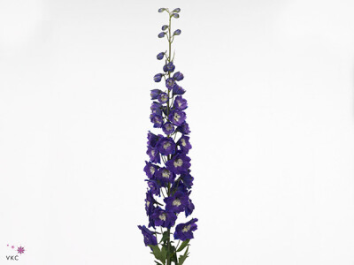 Delphinium dubbelbloemig (Elatum Grp) 'Centurion Royal Purple'