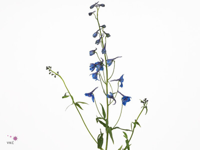 Delphinium enkelbloemig (Belladonna Grp) Donna