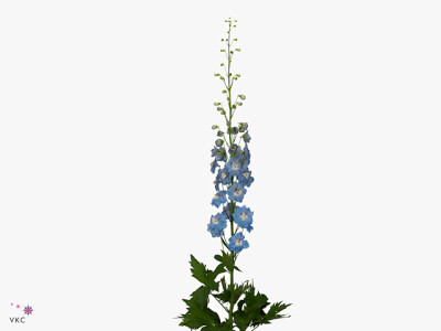 Delphinium dubbelbloemig (Elatum Grp) 'Aurora Light Blue'