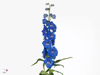 Delphinium dubbelbloemig (Elatum Grp) 'Delphi's Morninglight'