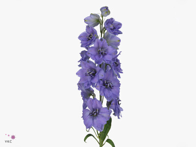 Delphinium dubbelbloemig (Elatum Grp) 'Delphi's Eveninglight'