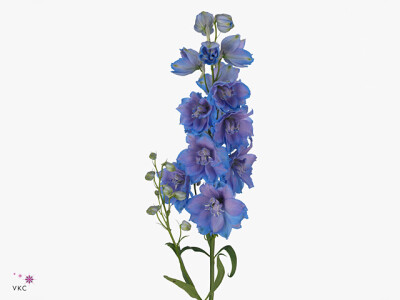 Delphinium dubbelbloemig (Elatum Grp) 'Delphi's Moonlight'