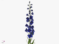 Delphinium dubbelbloemig (Belladonna Grp) 'Delphi's Micky'