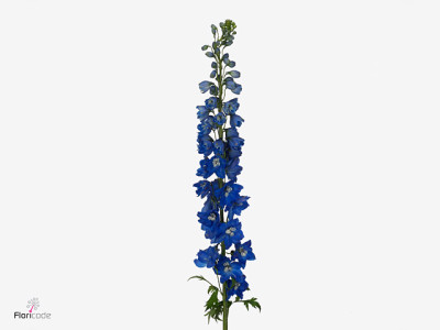 Delphinium dubbelbloemig 'Triton Dark Blue'