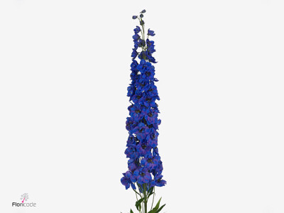 Delphinium dubbelbloemig (Elatum Grp) 'Kissi Flash Blue'