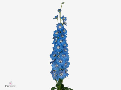 Delphinium dubbelbloemig (Elatum Grp) 'Kissi Ocean Blue'