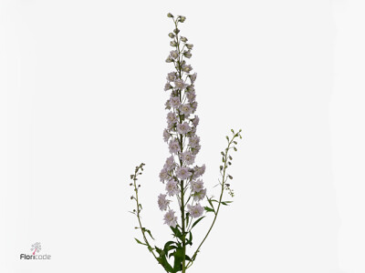 Delphinium dubbelbloemig Highlander Cha Cha