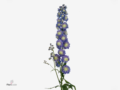 Delphinium dubbelbloemig Highlander Bolero