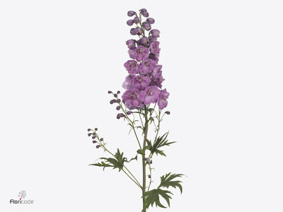 Delphinium dubbelbloemig (Elatum Grp) Premium Pink Punch