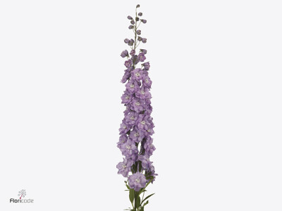 Delphinium dubbelbloemig (Elatum Grp) 'Dewi Hercules'