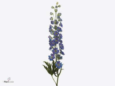 Delphinium dubbelbloemig (Elatum Grp) 'Dewi Crispy Blue'