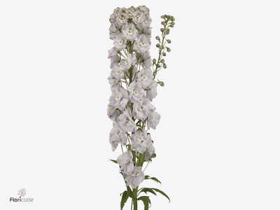 Delphinium dubbelbloemig (Elatum Grp) 'Dewi Pink Spijker'