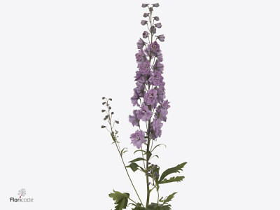 Delphinium dubbelbloemig (Elatum Grp) 'Dewi Melody'