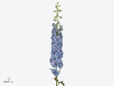 Delphinium dubbelbloemig (Elatum Grp) 'Dewi Morning Blue'