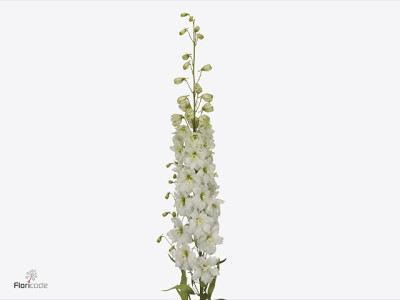 Delphinium dubbelbloemig (Elatum Grp) 'Dewi Impressive White'