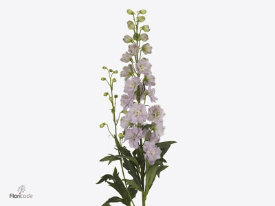 Delphinium dubbelbloemig (Elatum Grp) 'Cinderella'
