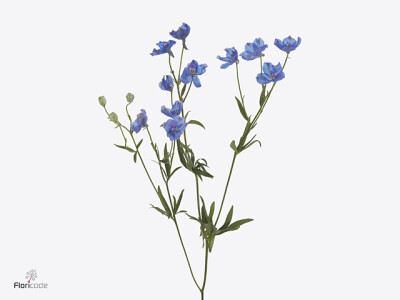 Delphinium enkelbloemig grandiflorum 'Fashion Blue'