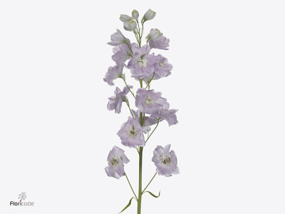 Delphinium dubbelbloemig (Elatum Grp) 'Sweethearts'