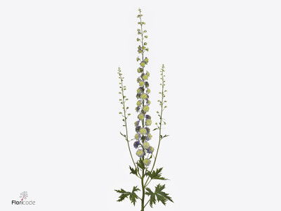 Delphinium dubbelbloemig Highlander Purple Surprise