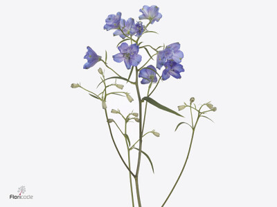 Delphinium enkelbloemig grandiflorum Sunshine