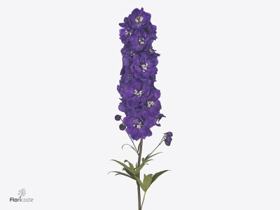 Delphinium dubbelbloemig (Elatum Grp) 'Delphi's Texas'