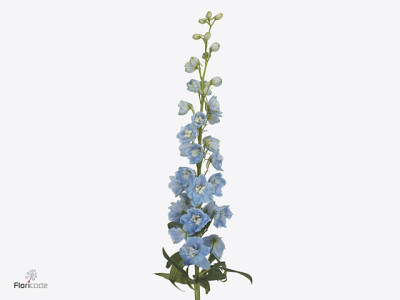 Delphinium dubbelbloemig (Elatum Grp) 'Magic Fountains Skyblue Whitebee'