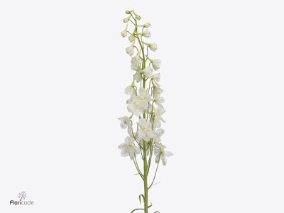 Delphinium enkelbloemig (Belladonna Grp) Bella Andes White