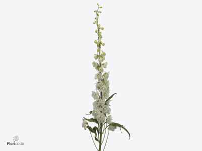 Delphinium dubbelbloemig (Elatum Grp) Dev Snow White