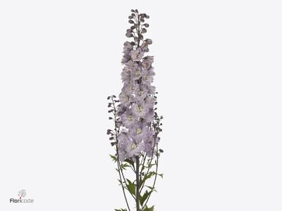 Delphinium dubbelbloemig (Elatum Grp) Dewi Violet Smile