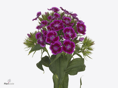 Dianthus barbatus Barbarella Lichtviolet