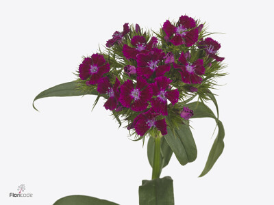 Dianthus barbatus Barbarella Purper