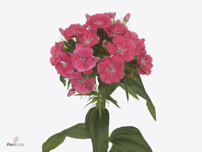 Dianthus barbatus Barbarella Zalmroze