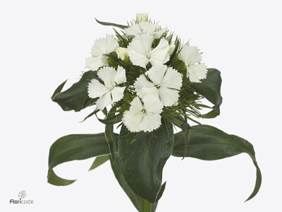 Dianthus barbatus Barbarella Wit